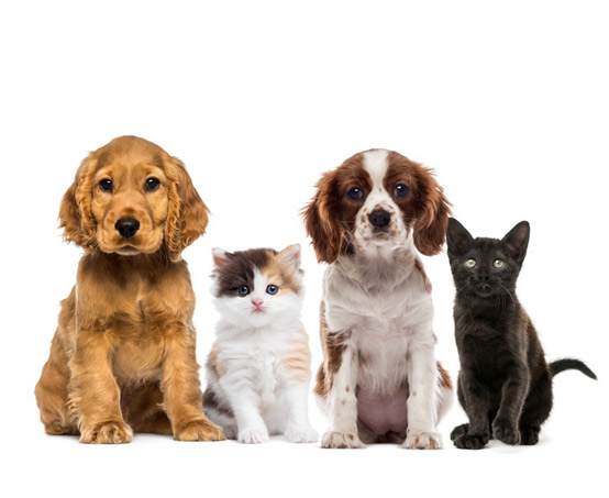 Pet Ear Clinic | Pet Allergy | Pet Dermatologist | Veterinary Dermatologist | VetDERM Clinic