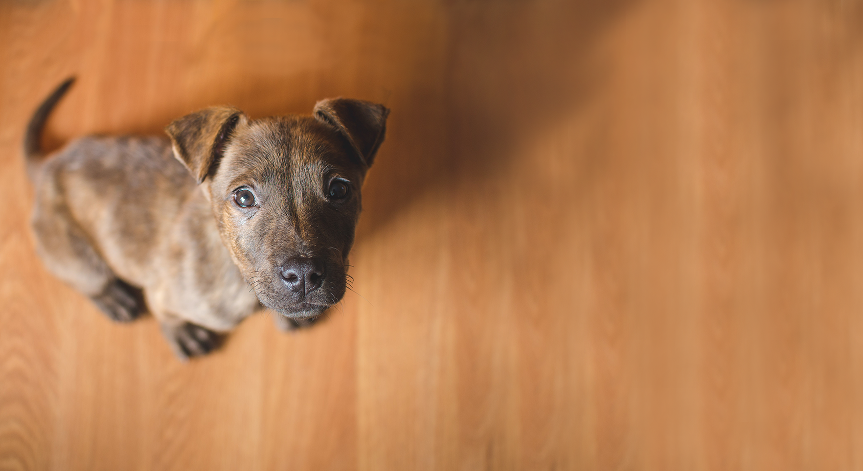 Pet Dermatologist | Veterinary Dermatologist | VetDERM Clinic
