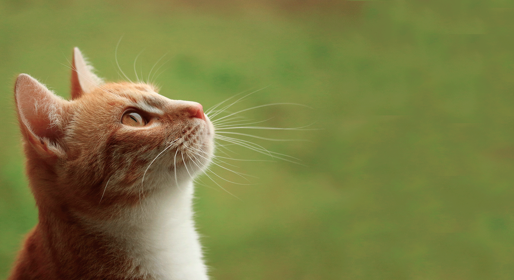 Pet Ear Clinic | Pet Allergy | Pet Dermatologist | Veterinary Dermatologist | VetDERM Clinic
