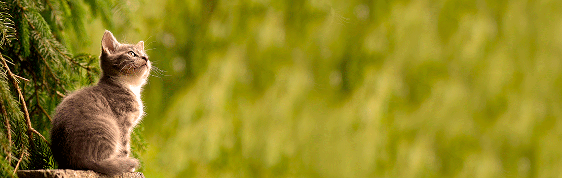 VetDERM_Allergy Skin Testing Allergy Skin Testing | VetDERM Clinic