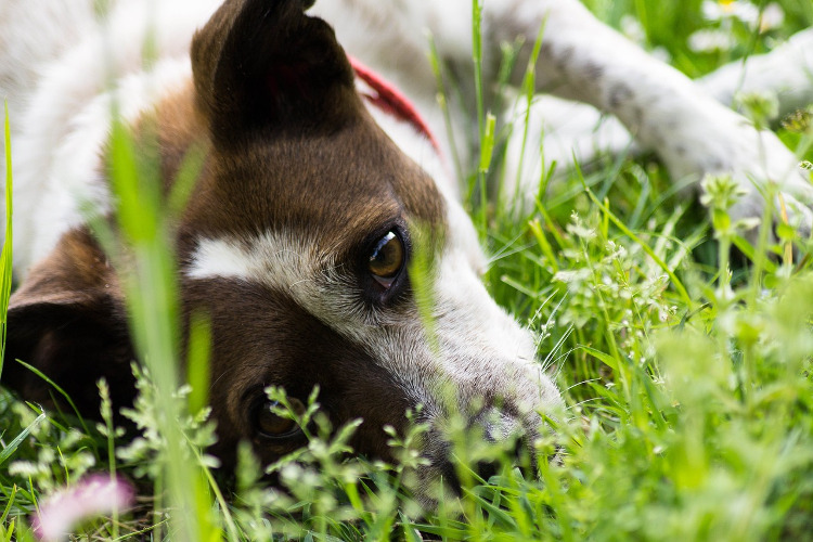 Does Your Dog Have Pollen Allergies? | VetDERM Clinic