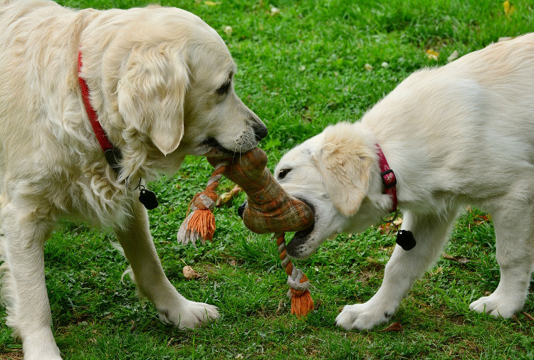 Ask an Expert: Dog Skin Diseases | VetDERM Clinic