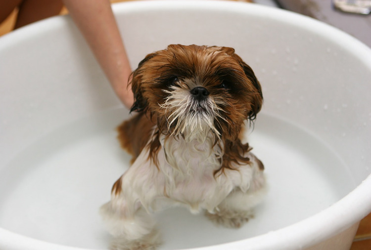 Ask an Expert: How Often is it Good to Bathe My Dog? | VetDERM Clinic
