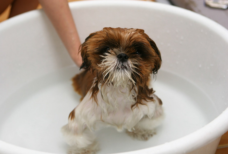 how often can i bathe my puppy