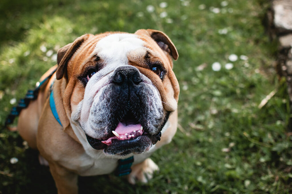 Bulldog Problems: What You Should Know About Their Skin Folds and How to Avoid Infections | VetDERM Clinic