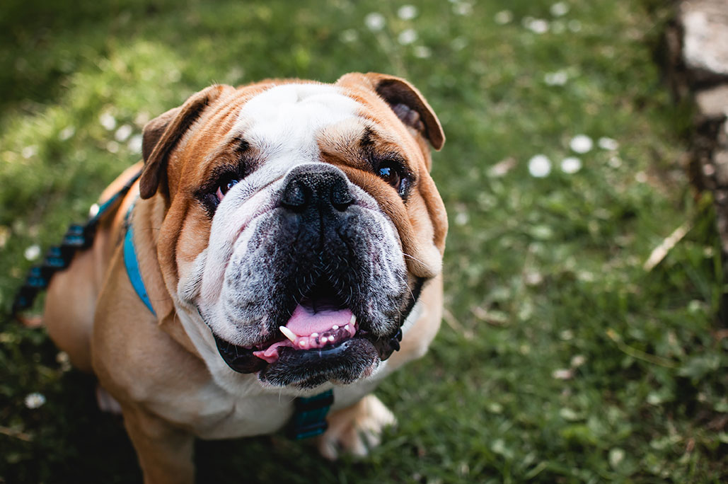 how often do bulldogs go in heat