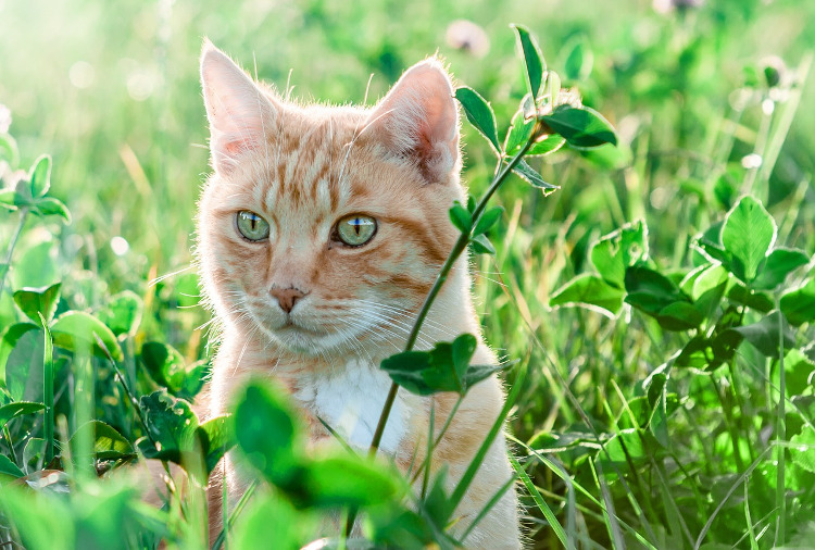 Anyone know this plant? It's just stems with puffballs on it. Is it toxic  to cats? : r/PlantIdentification