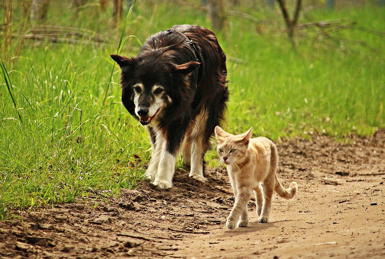 Ask an Expert: Do Pets Get Lice? | VetDERM Clinic