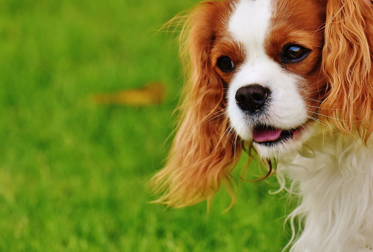 Ask an Expert: Dog Ear Infections | VetDERM Clinic