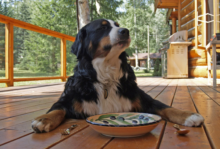 Ask an Expert: Gluten-free Dog Food & Allergies | VetDERM Clinic