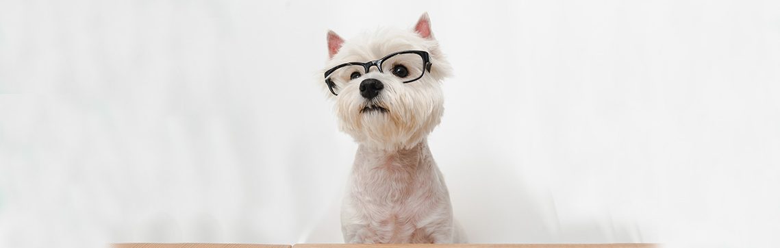 vetdermic---veterinary-careers---career Veterinary Careers | VetDERM Clinic