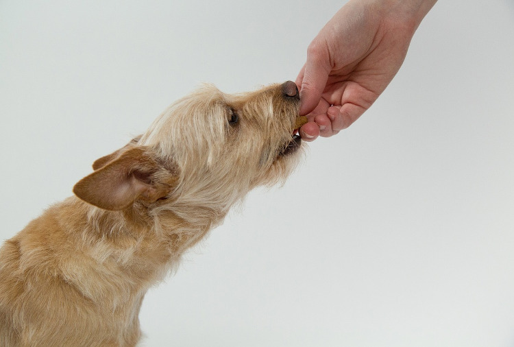 Food Allergies in Dogs and the Hypoallergenic Diet | VetDERM Clinic