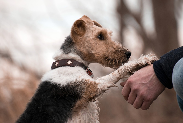 how do you fix a dogs broken nail at home