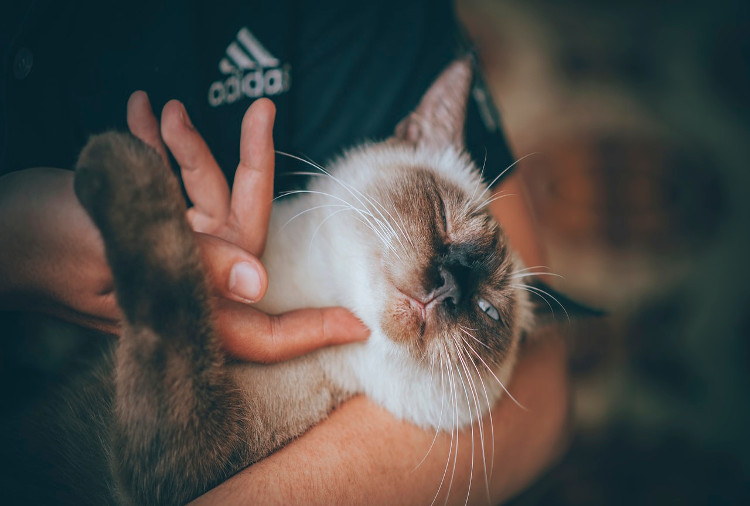 Cats Get Zits Too! What to Know About Cat Acne | VetDERM Clinic