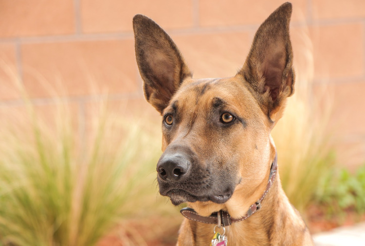 do dogs ears stop growing