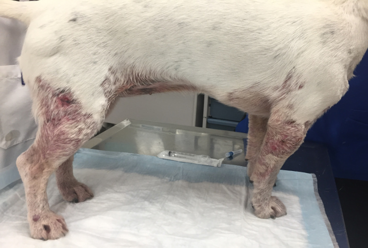 VetDERM Clinic - Canine Pododermatitis: Causes and Work Up - Pododermatitis as part of generalized cutaneous lesions due to dermatophytosis