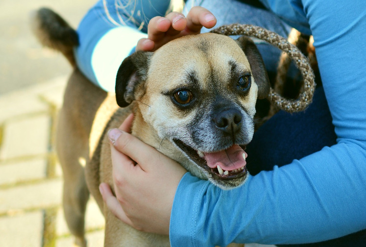 Pet Dandruff: Causes & How to Prevent Its Buildup | VetDERM Clinic