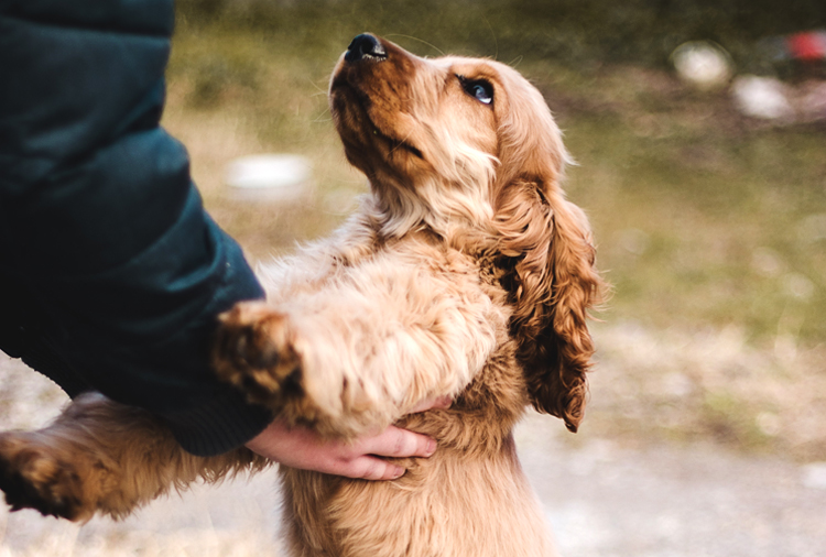 do cocker spaniels make good therapy dogs