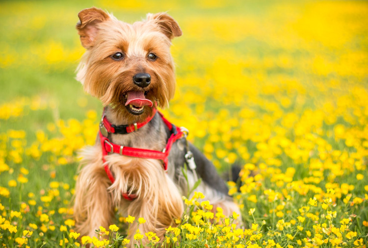 13 Signs Your Dog Has Pollen Allergies | VetDERM Clinic