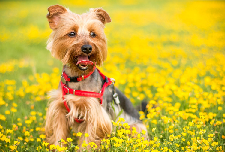 how can i treat my dogs grass allergy