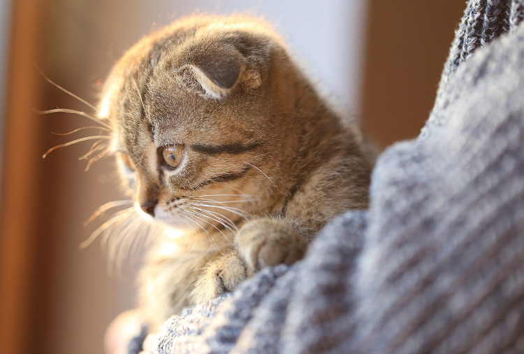 The Most Common Ear Problems Cats Can Have | VetDERM Clinic