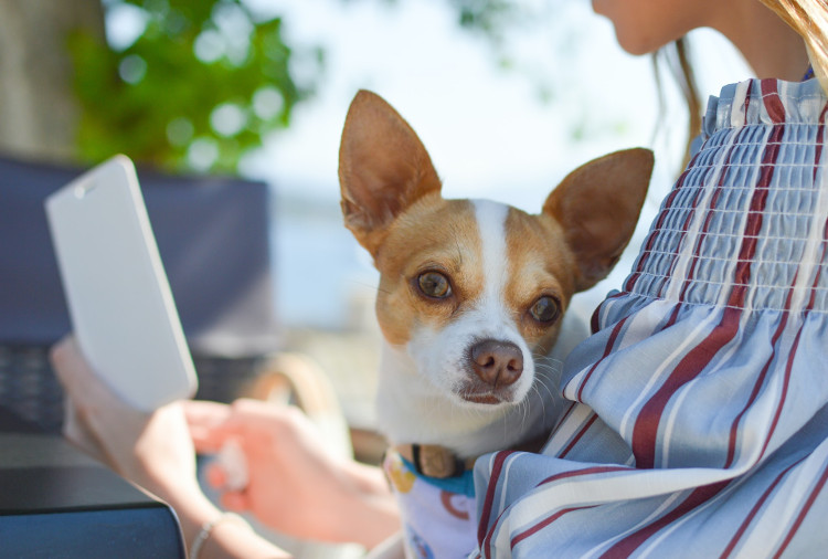 Advantages of Online Vet Dermatology Appointments | VetDERM Clinic