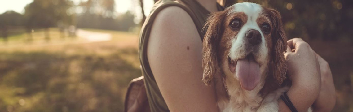 VetDERM Clinic - Dermatological Laser Therapy for Pet Owners VetDERM Clinic - Dermatological Laser Therapy for Pet Owners