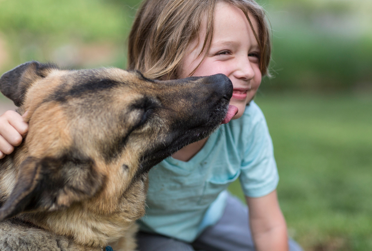 Breed-Specific Dog Skin & Ear Problems in German Shepherds Part 1 | VetDERM Clinic