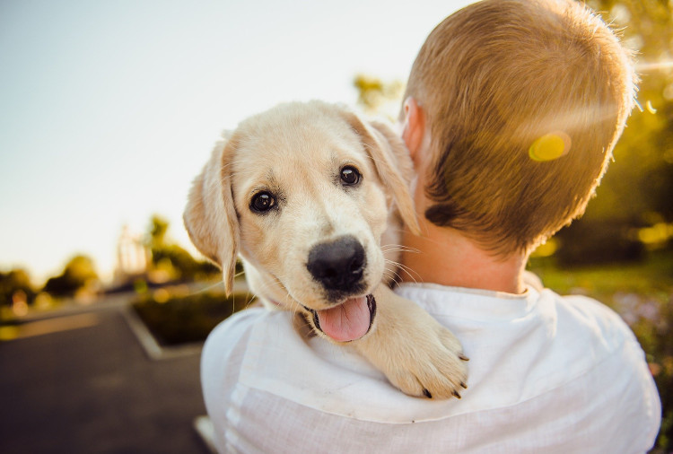 Why You Shouldn’t Leave Pet Allergies Undiagnosed | VetDERM Clinic